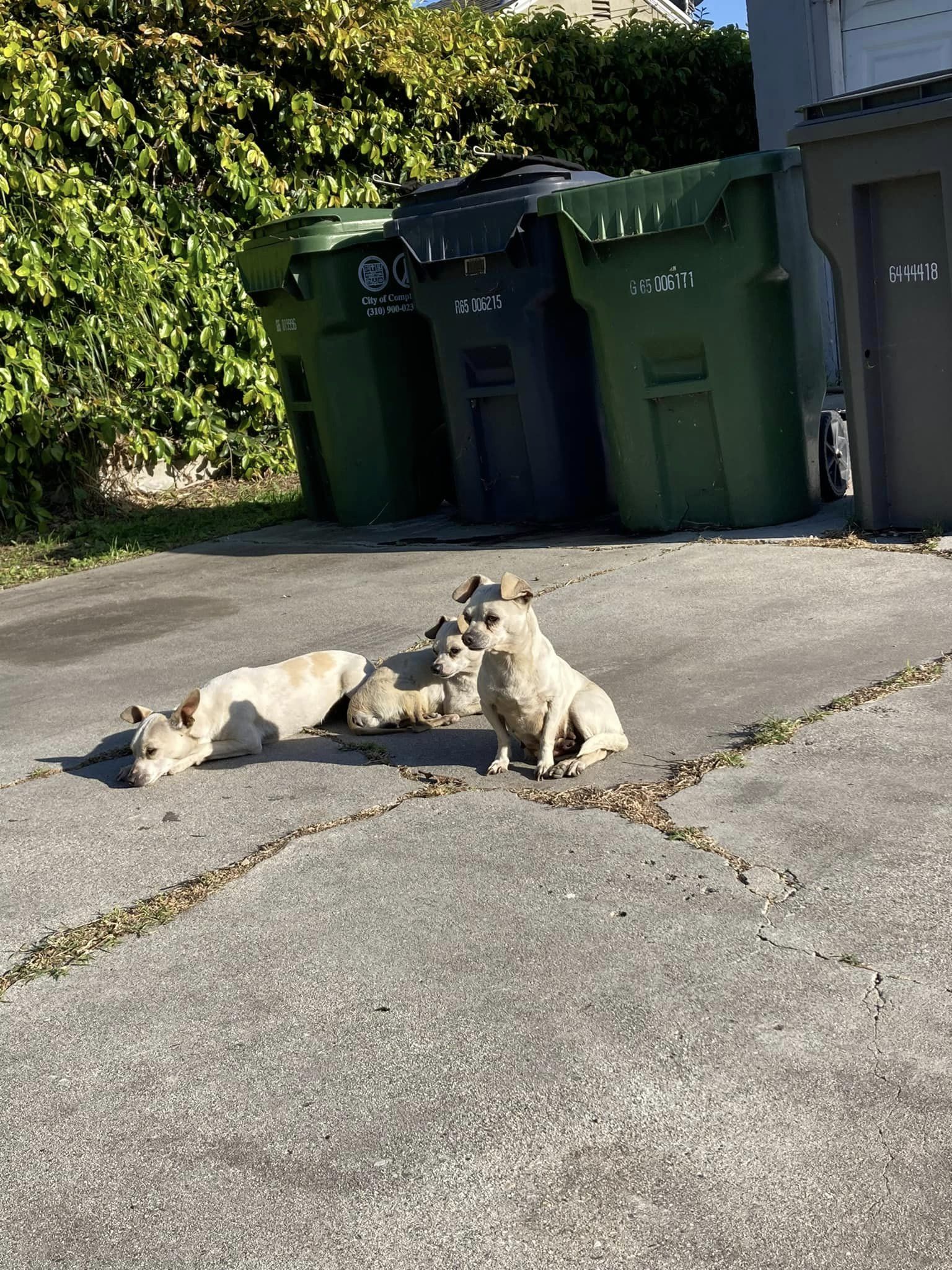three dogs on a sidewalk