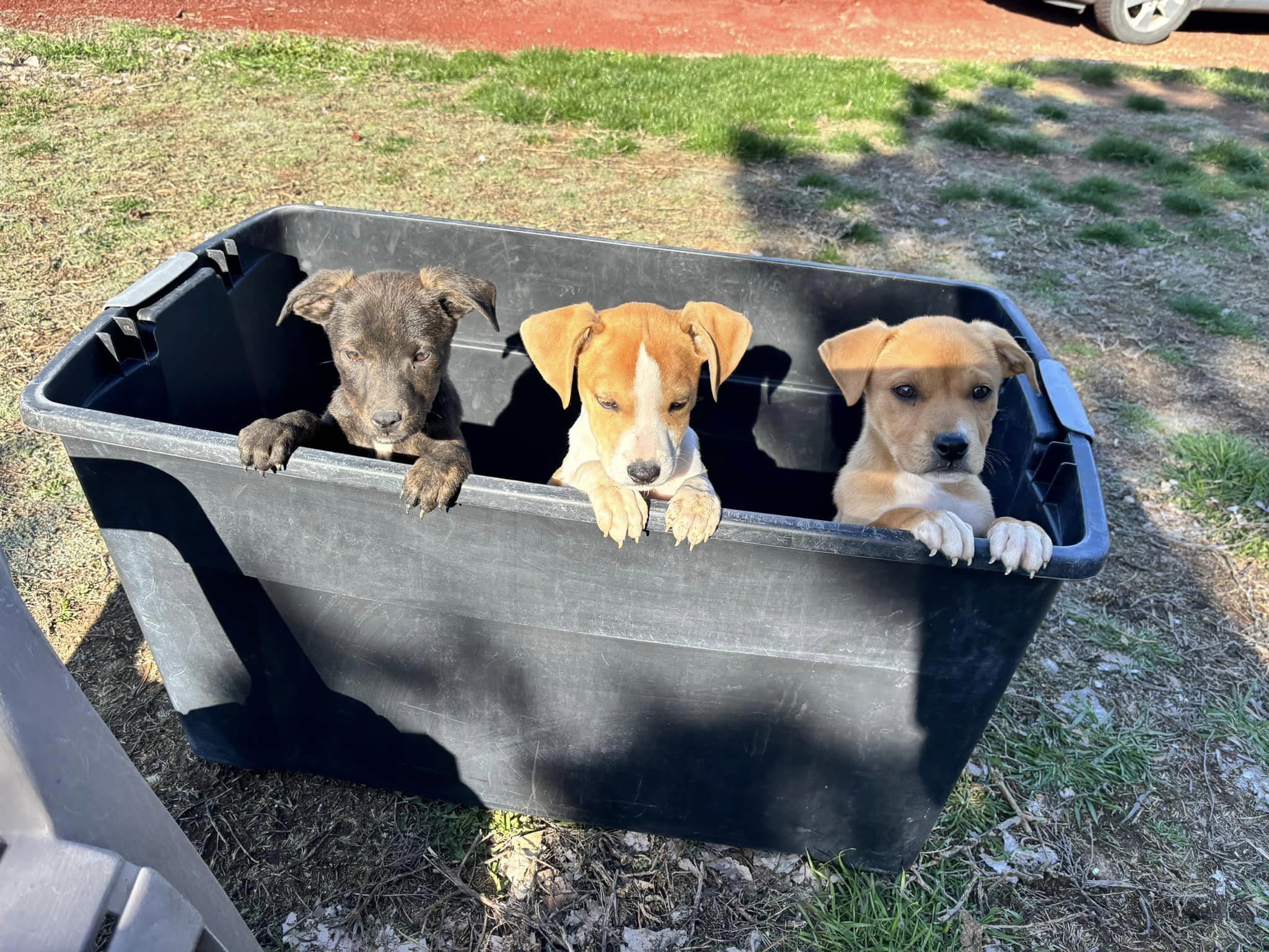 three puppies in a plastic container
