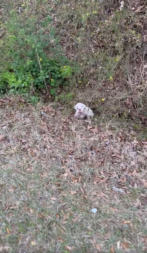 tiny puppy in a ditch