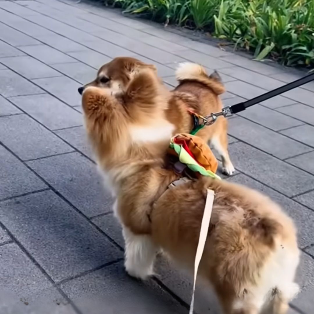 two dogs on leashes