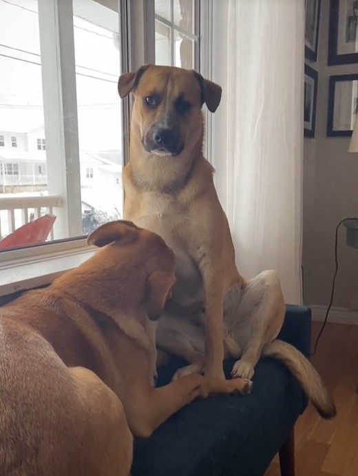 two dogs sitting by the window