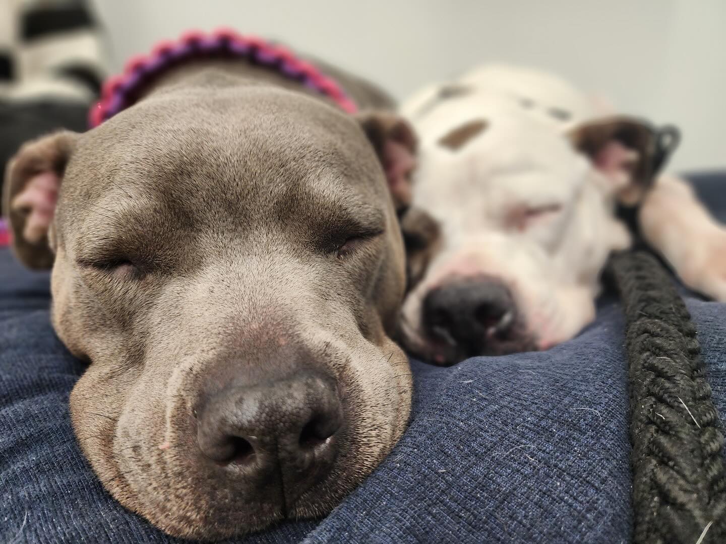 two dogs sleeping together