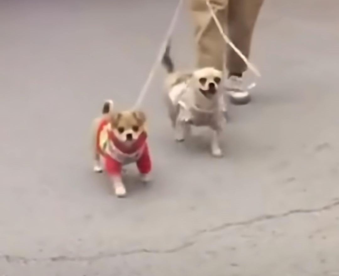 two dogs walking on a leash