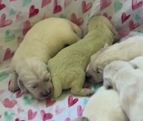 two golden retriever puppies