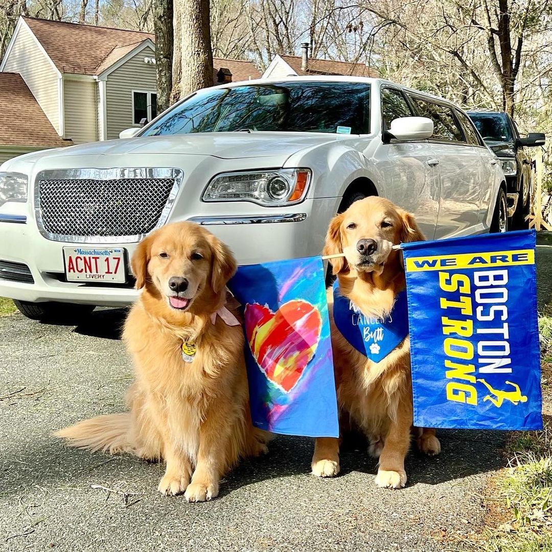 two golden retrievers with flags