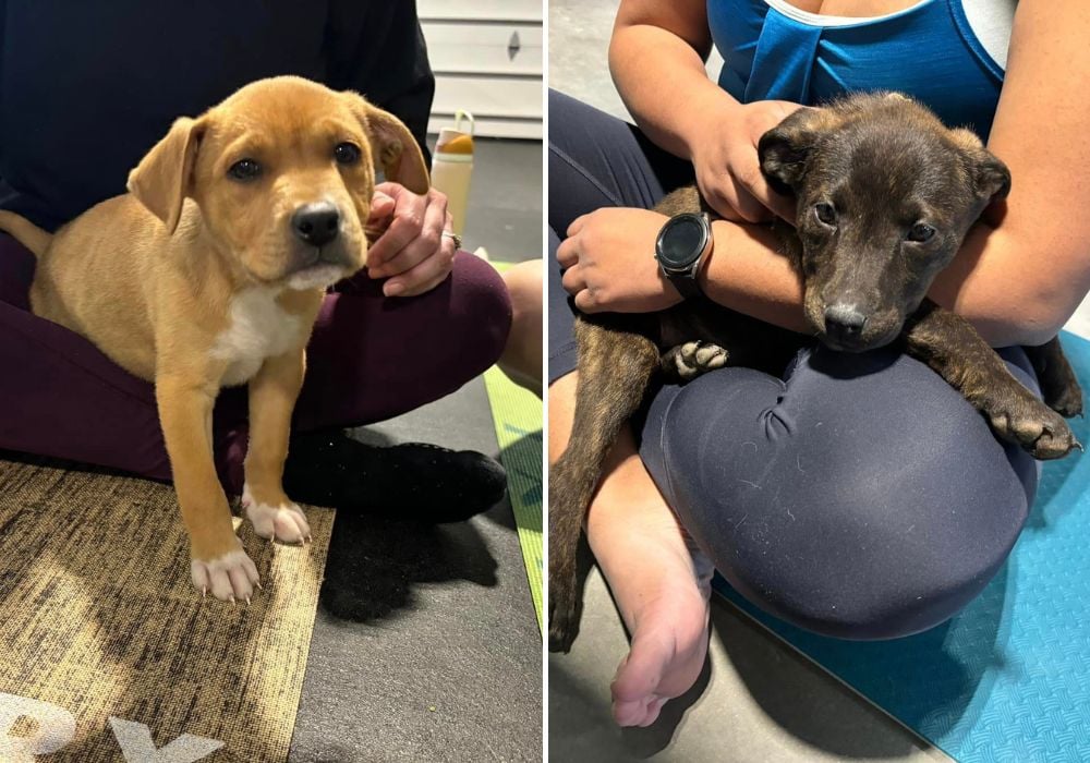 two puppies in new foster homes