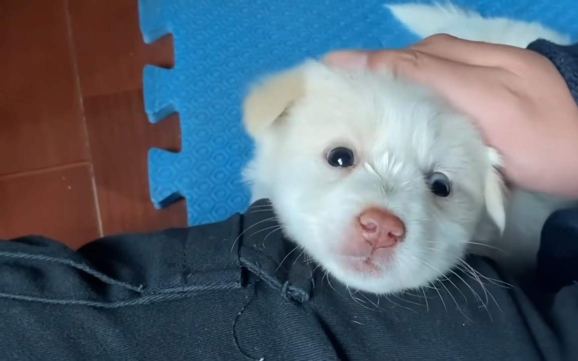 very cute white puppy
