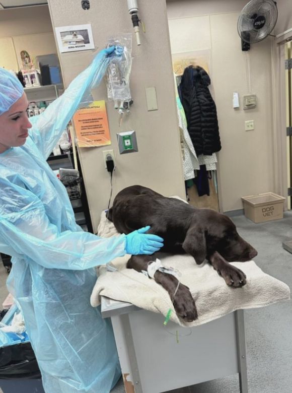 vet holding fluids next to a dog