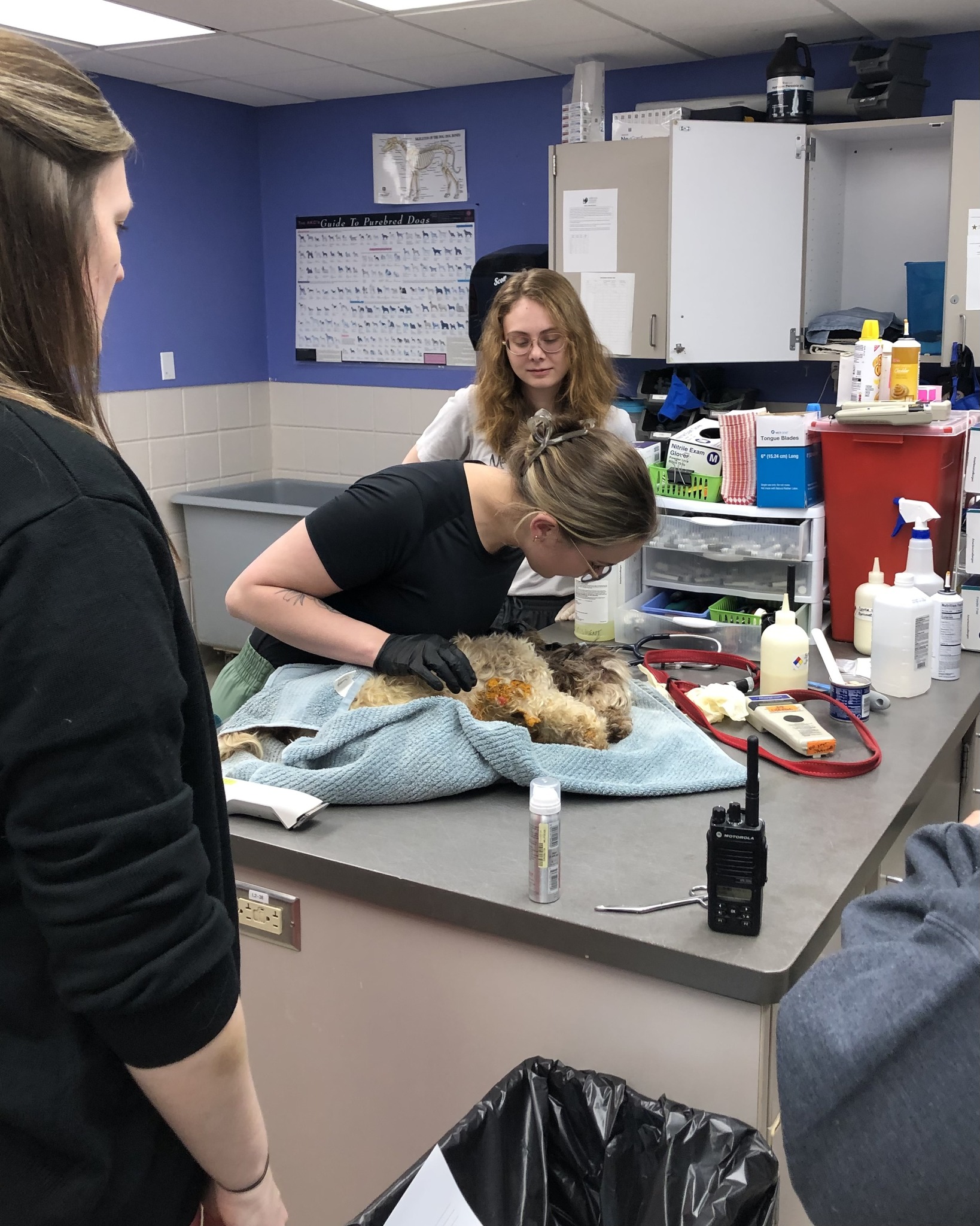 veterinarian helping dog on the vet table
