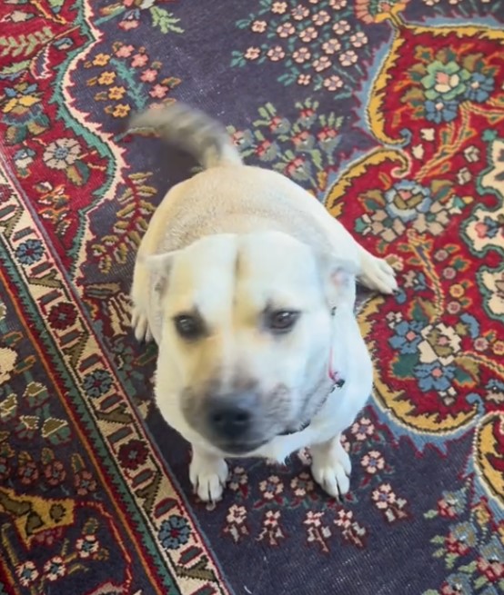 white dog on a rug