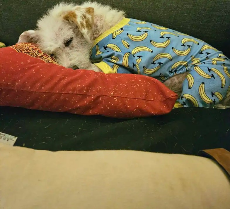 white dog sleeping on a pillow