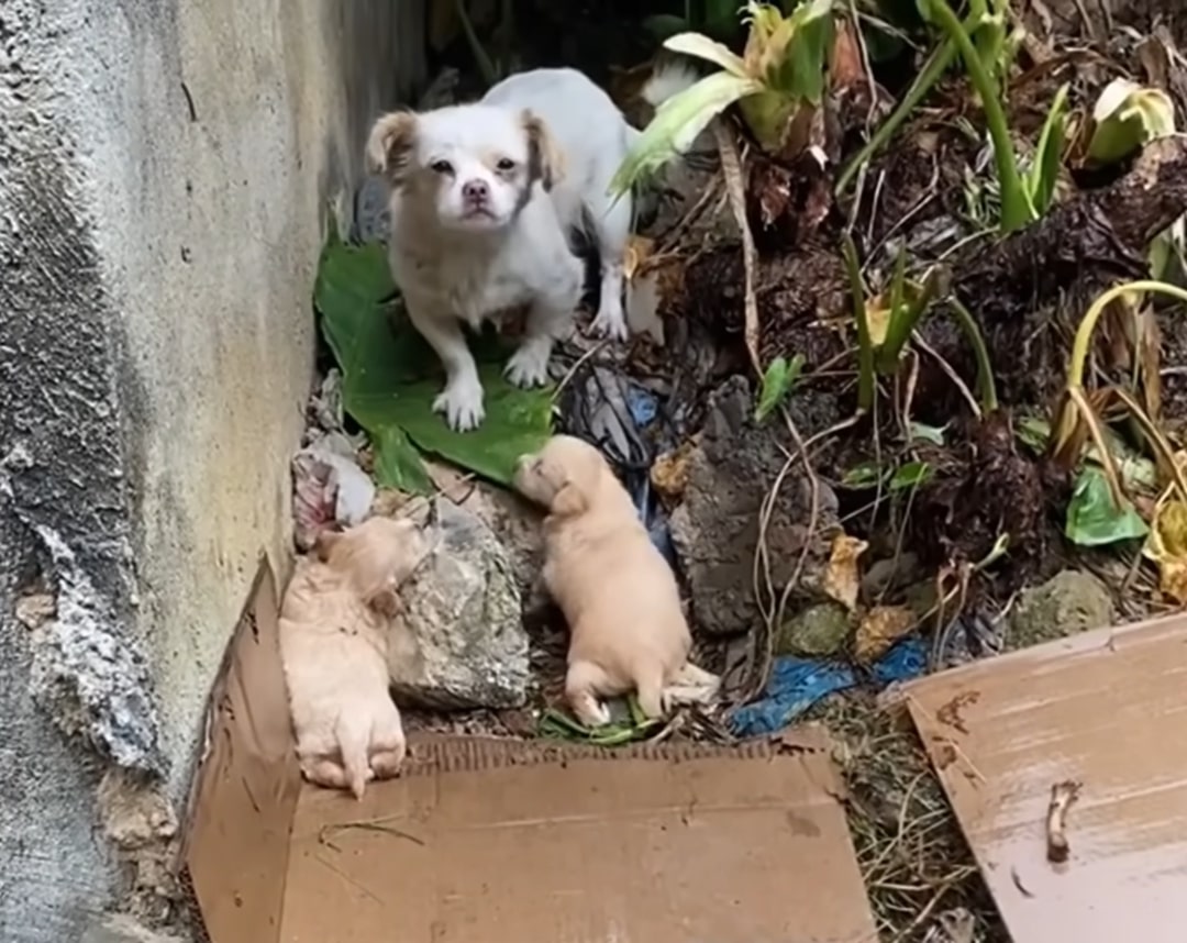 white mother dog and puppies