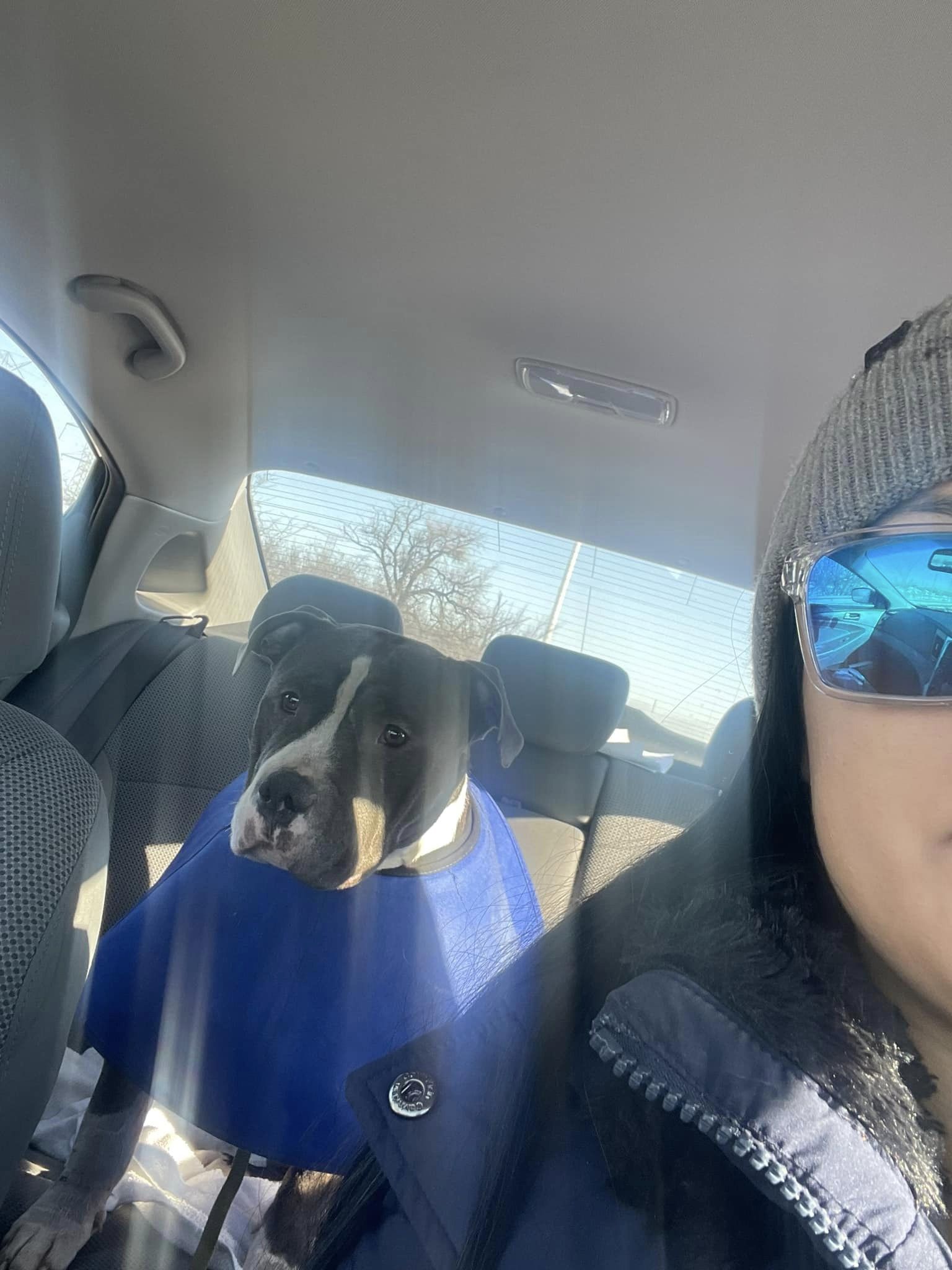 woman driving with dogs