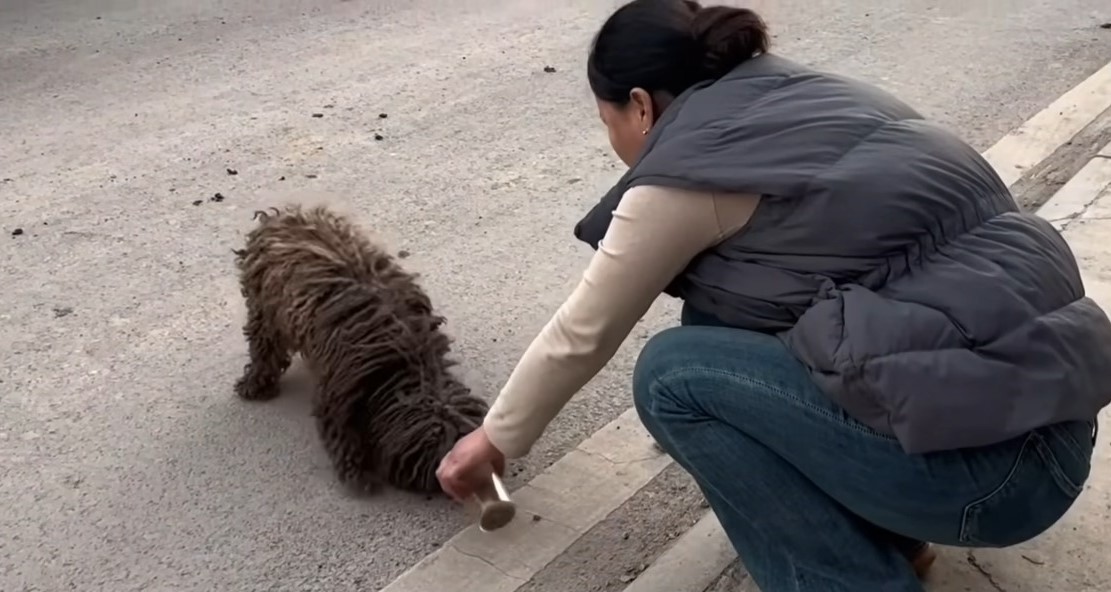 woman feeding the dog