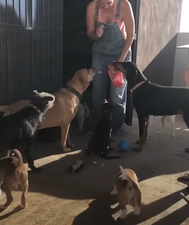 woman giving treats to dogs
