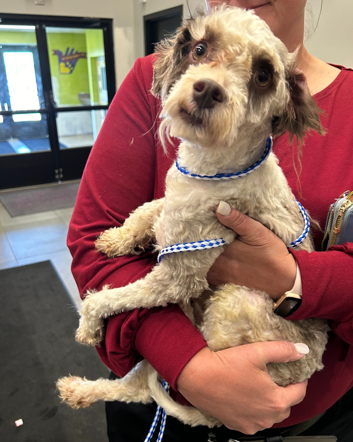 woman holding happy dog in arms