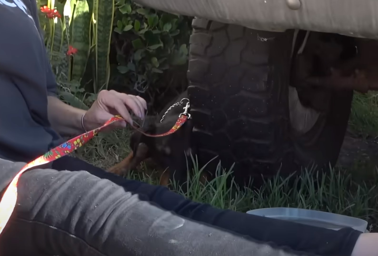 woman holds a dog on a leash