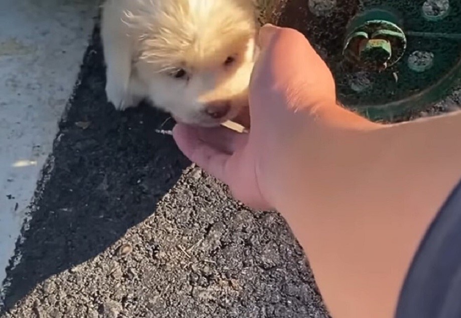 woman petting abandoned white puppy
