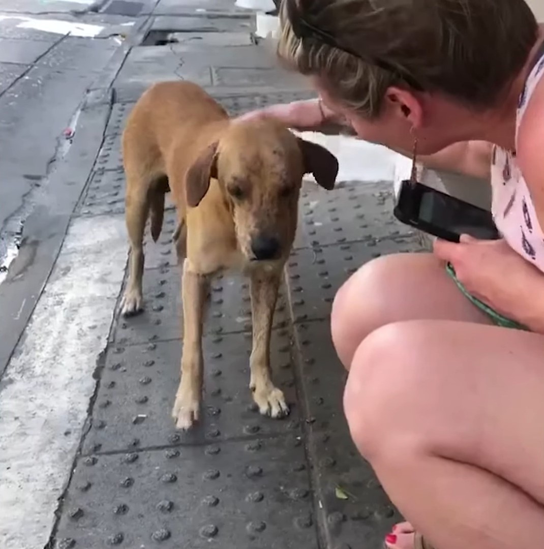 woman petting the dog