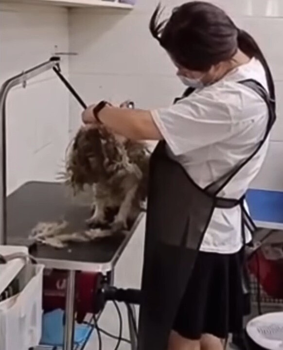 woman shaving a dog