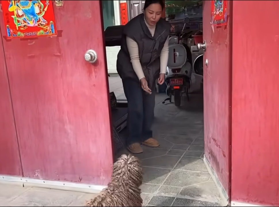 woman standing at the door looking at the dog