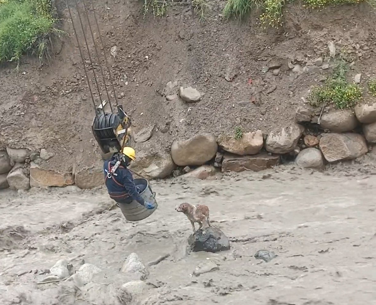 workers rescuing dog from a river