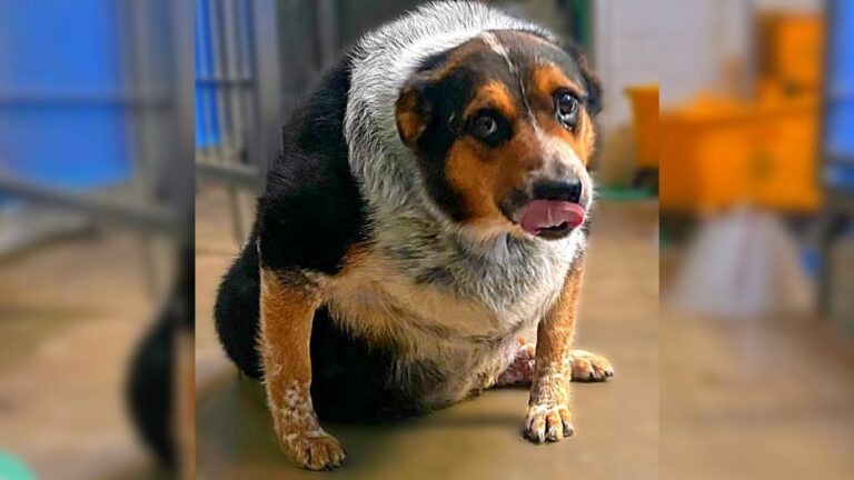 fat dog