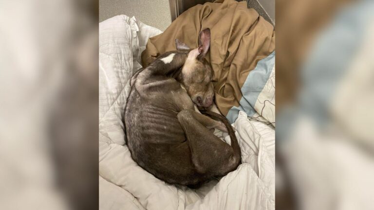 Injured puppy lying on blankets