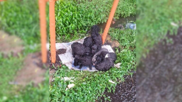 tiny newborn puppies
