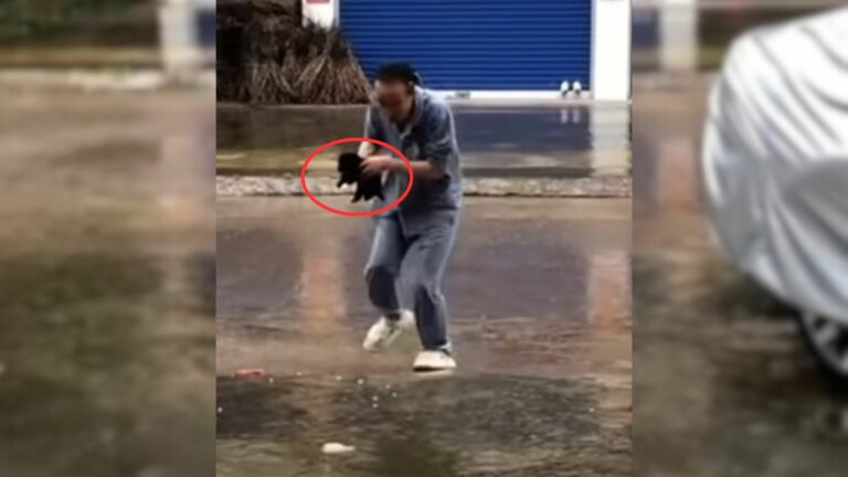 abandoned puppy on a heavy rain