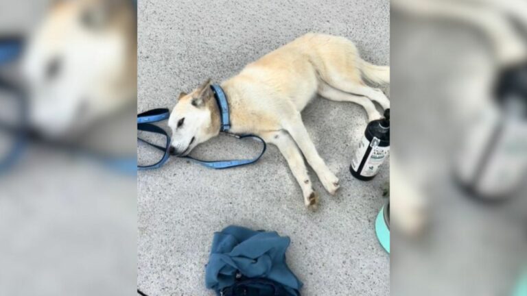 stray pup lying