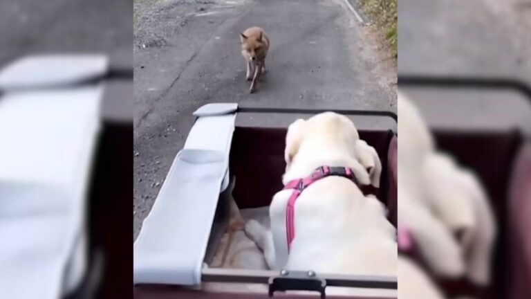 dog makes unusual friend