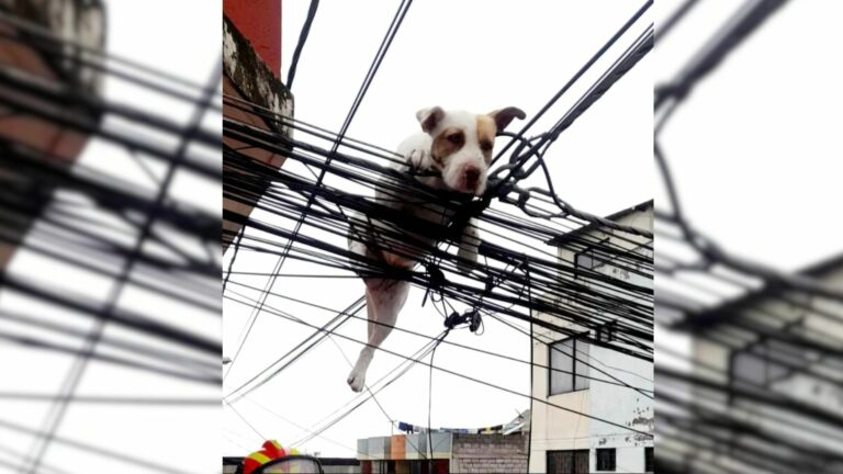 dog chasing butterfly and stuck on wires