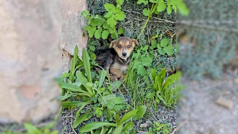 frightened abandoned puppy