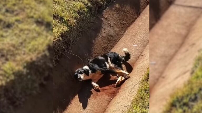 injured dog