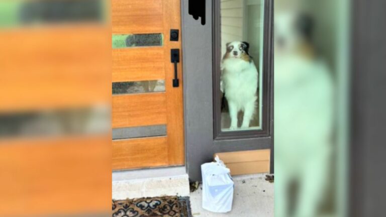 a dog peeking through glass