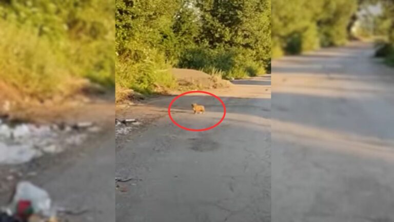 abandoned little puppy
