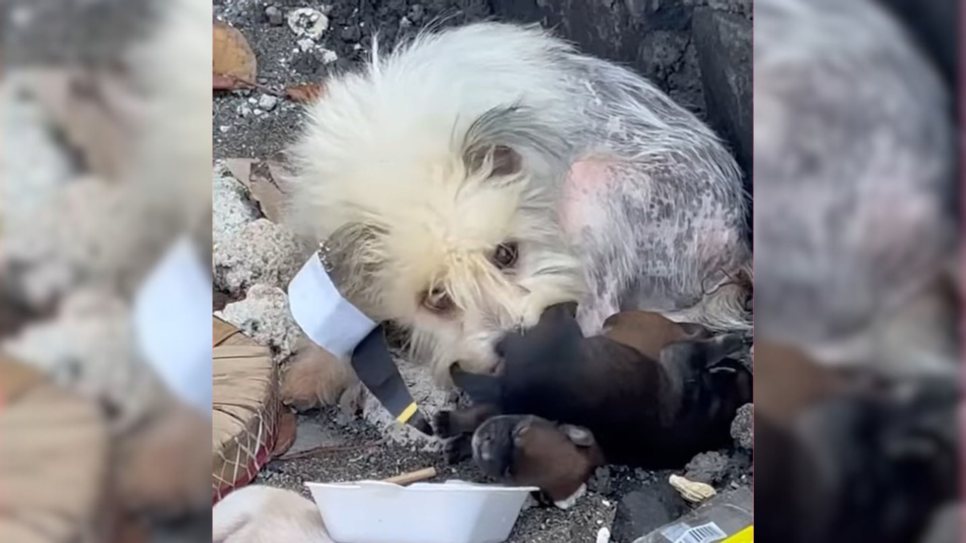dumped dog