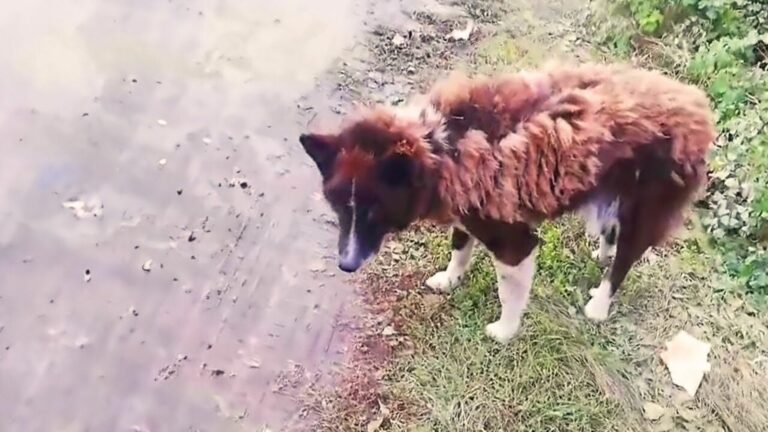 dumped dog on a road