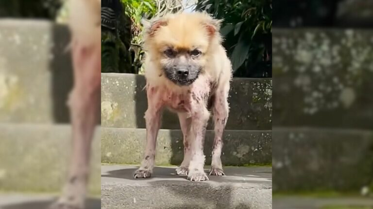 neglected Pomeranian pup