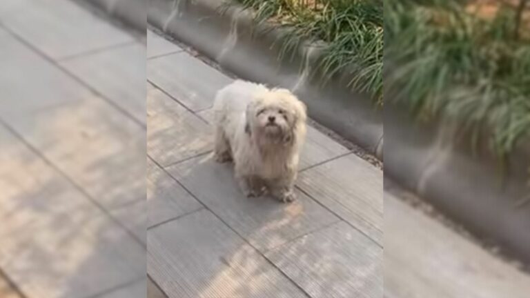 pregnant dog on the street
