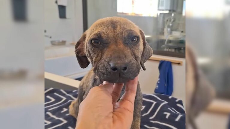 abandoned puppy on the road