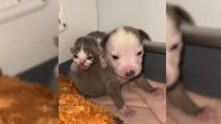 Rejected puppy and kitten