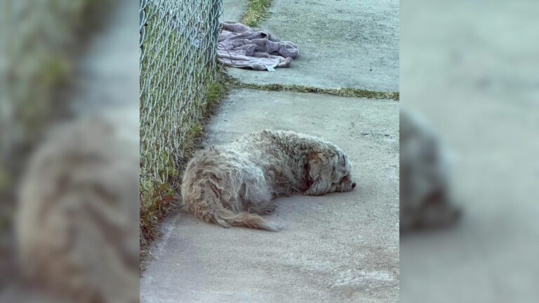 stray dog