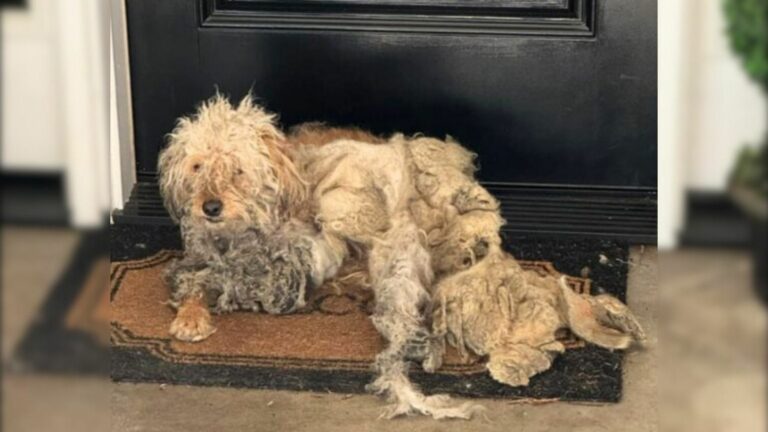 dog on a doorstep