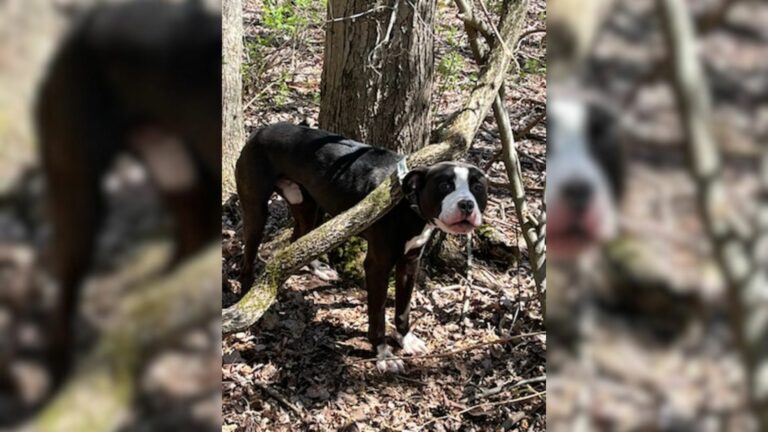 abandoned dog strapped to a tree