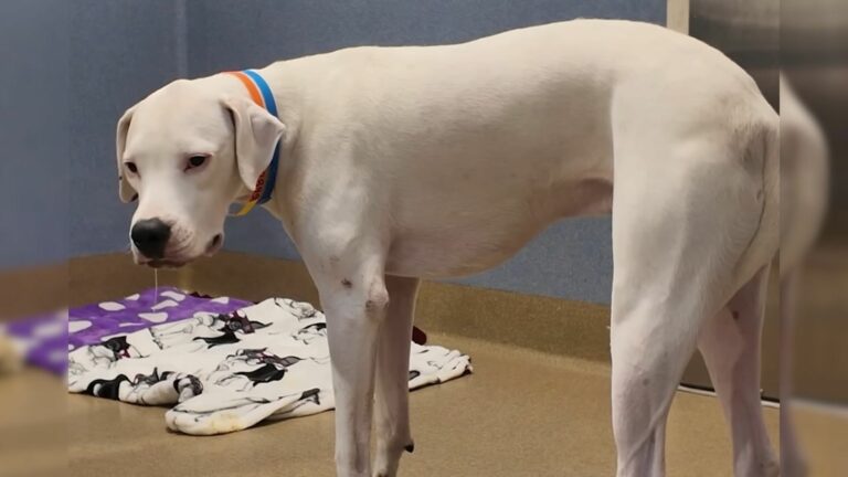 frightened abandoned dog