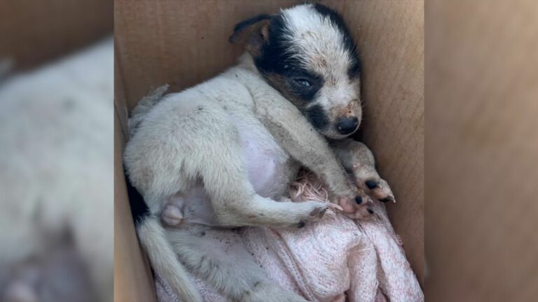 abandoned puppy