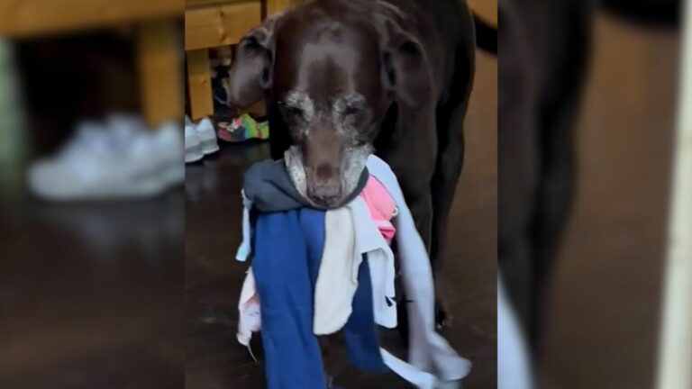 dog carrying clothes in its mouth