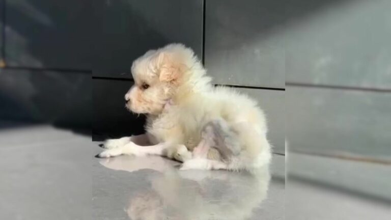 adorable puppy with critical condition
